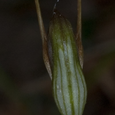 Pterostylis erecta (Erect Maroonhood) at Erowal Bay, NSW - 17 Aug 2010 by AlanS