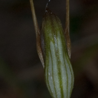 Pterostylis erecta (Erect Maroonhood) at Erowal Bay, NSW - 16 Aug 2010 by AlanS