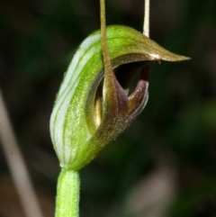 Pterostylis oblonga (Coastal Maroonhood) at Myola, NSW - 21 Aug 2013 by AlanS