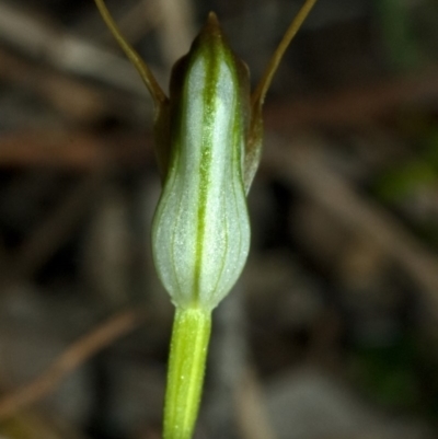 Pterostylis oblonga (Coastal Maroonhood) at Undefined, NSW - 18 Aug 2010 by AlanS