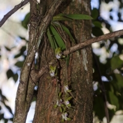 Sarcochilus australis (Butterfly Orchid) at Cockwhy, NSW - 27 Nov 2016 by AlanS