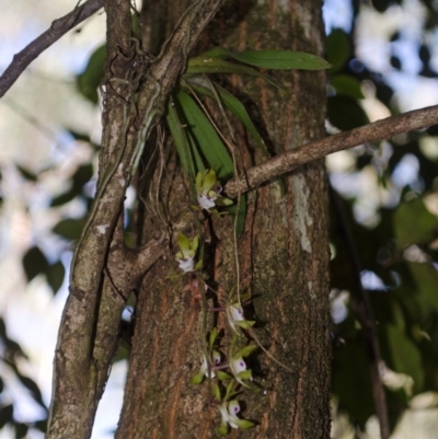 Sarcochilus australis (Butterfly Orchid) at Cockwhy, NSW - 27 Nov 2016 by AlanS