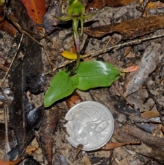 Chiloglottis chlorantha (Wollongong Bird Orchid) at Red Rocks, NSW - 3 Oct 2013 by AlanS