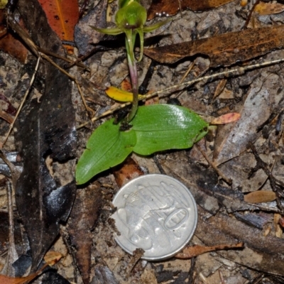 Chiloglottis chlorantha (Wollongong Bird Orchid) at Red Rocks, NSW - 3 Oct 2013 by AlanS