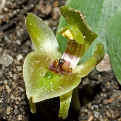 Chiloglottis chlorantha (Wollongong Bird Orchid) at Red Rocks, NSW - 20 Sep 2005 by AlanS