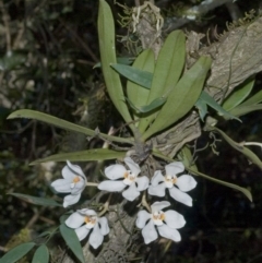 Sarcochilus falcatus (Orange Blossum Orchid) by AlanS