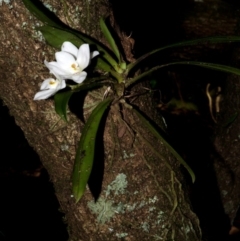 Sarcochilus falcatus (Orange Blossum Orchid) by AlanS