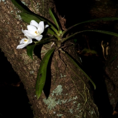 Sarcochilus falcatus (Orange Blossum Orchid) at Browns Mountain, NSW - 2 Oct 2015 by AlanS