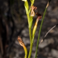 Speculantha furva (Swarthy Tiny Greenhood) at Red Rocks, NSW - 7 May 2017 by AlanS