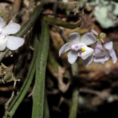 Sarcochilus hillii (Morrison's Tree-orchid, or Myrtle Bells) at Budgong, NSW - 18 Dec 2016 by AlanS