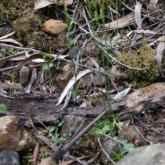 Pterostylis ventricosa at Yalwal, NSW - 4 Apr 2017 by AlanS