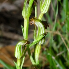 Pterostylis ventricosa at Sanctuary Point, NSW - 18 Apr 2017 by AlanS