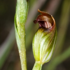 Pterostylis furva (Swarthy Tiny Greenhood) at Red Rocks, NSW - 6 Mar 2016 by AlanS