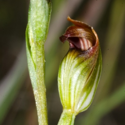 Speculantha furva (Swarthy Tiny Greenhood) at Red Rocks, NSW - 7 Mar 2016 by AlanS