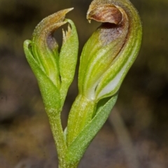 Speculantha parviflora (Tiny Greenhood) at Endrick, NSW - 3 May 2014 by AlanS