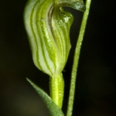Pterostylis parviflora (Tiny Greenhood) at North Nowra, NSW - 1 May 2009 by AlanS