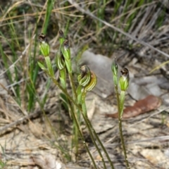 Speculantha parviflora (Tiny Greenhood) at Tomerong, NSW - 29 Apr 2014 by AlanS