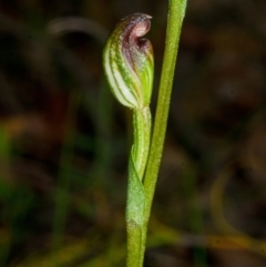 Speculantha parviflora (Tiny Greenhood) at Tianjara, NSW - 4 Mar 2015 by AlanS