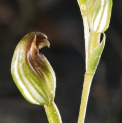 Pterostylis parviflora (Tiny Greenhood) at Browns Mountain, NSW - 1 Mar 2006 by AlanS