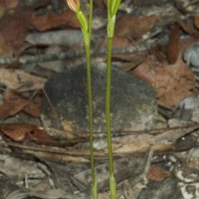 Speculantha parviflora (Tiny Greenhood) at Browns Mountain, NSW - 14 Mar 2006 by AlanS