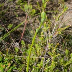 Speculantha parviflora (Tiny Greenhood) at Tianjara, NSW - 27 Apr 2017 by AlanS