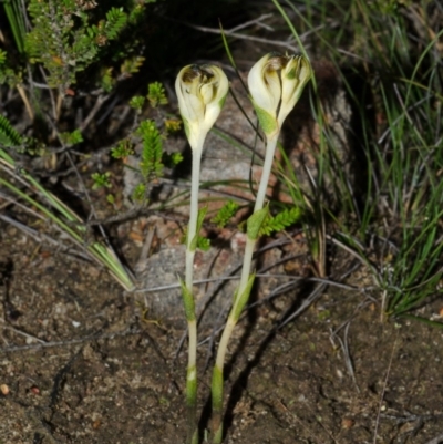 Speculantha parviflora (Tiny Greenhood) at Tianjara, NSW - 1 Mar 2015 by AlanS