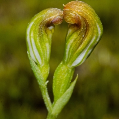 Speculantha parviflora (Tiny Greenhood) at Boolijah, NSW - 3 May 2014 by AlanS