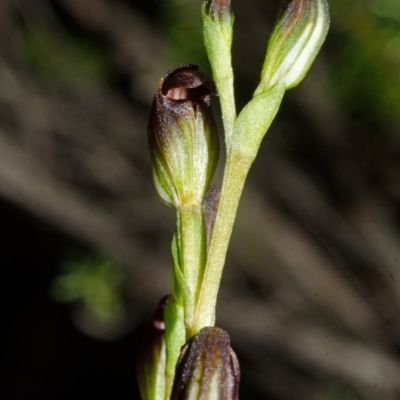 Speculantha parviflora (Tiny Greenhood) at Sassafras, NSW - 4 Mar 2015 by AlanS