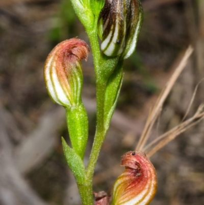 Speculantha parviflora (Tiny Greenhood) at Falls Creek, NSW - 26 Apr 2014 by AlanS