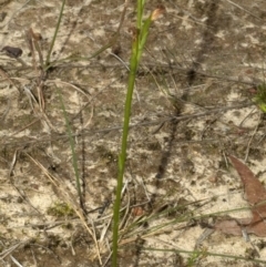 Pterostylis sp. (A Greenhood) at Falls Creek, NSW - 8 May 2011 by AlanS