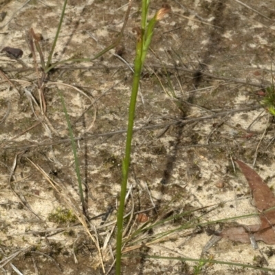 Pterostylis sp. (A Greenhood) at Falls Creek, NSW - 9 May 2011 by AlanS