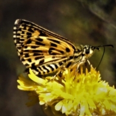 Hesperilla munionga (Alpine Sedge-Skipper) at Cotter River, ACT - 23 Feb 2019 by JohnBundock