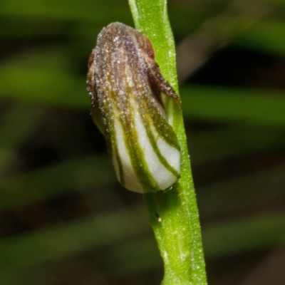 Pterostylis sp. (A Greenhood) at North Nowra, NSW - 14 Mar 2012 by AlanS