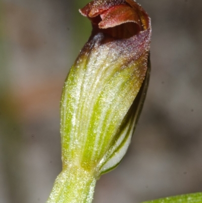 Pterostylis sp. (A Greenhood) at Vincentia, NSW - 20 Mar 2015 by AlanS