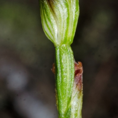 Pterostylis sp. (A Greenhood) at Yerriyong, NSW - 4 Apr 2016 by AlanS
