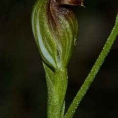 Pterostylis sp. (A Greenhood) at Mondayong, NSW - 18 Mar 2011 by AlanS