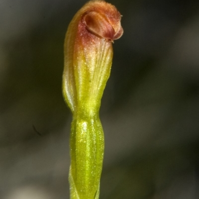 Pterostylis sp. (A Greenhood) at Vincentia, NSW - 10 May 2011 by AlanS