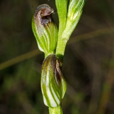 Pterostylis sp. (A Greenhood) at Tianjara, NSW - 28 Feb 2015 by AlanS