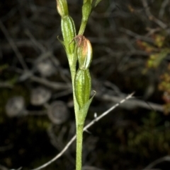 Pterostylis sp. (A Greenhood) at Yatte Yattah, NSW - 14 Apr 2011 by AlanS