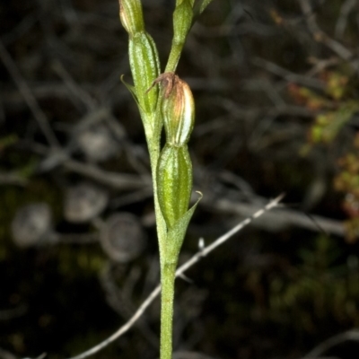 Pterostylis sp. (A Greenhood) at Yatte Yattah, NSW - 15 Apr 2011 by AlanS