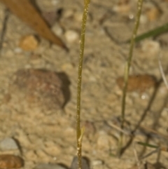 Pterostylis sp. (A Greenhood) at Yerriyong, NSW - 13 Apr 2010 by AlanS