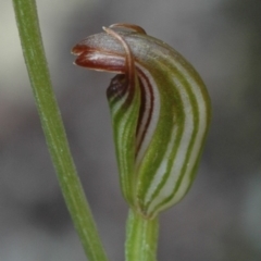 Pterostylis ventricosa - 1 Jan 1900 by AlanS