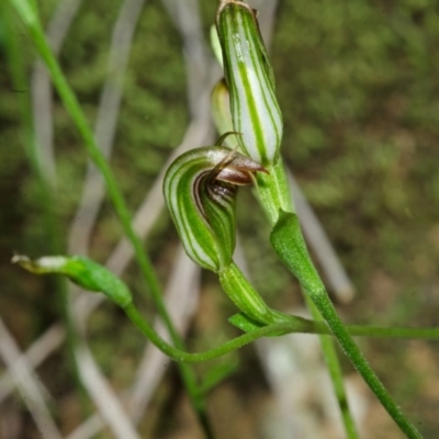 Pterostylis ventricosa - 1 Jan 1900 by AlanS
