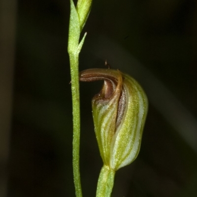 Pterostylis ventricosa - 1 Jan 1900 by AlanS