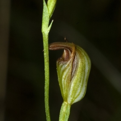 Pterostylis ventricosa at Saint Georges Basin, NSW - 30 Apr 2009 by AlanS