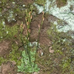 Pterostylis ventricosa at Falls Creek, NSW - 21 May 2011 by AlanS