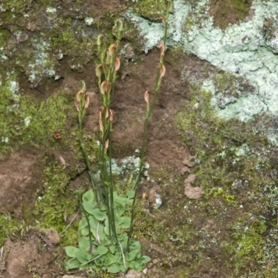 Pterostylis ventricosa at Falls Creek, NSW - 21 May 2011 by AlanS