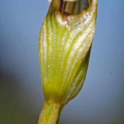 Pterostylis ventricosa at Tianjara, NSW - 26 Apr 2013 by AlanS