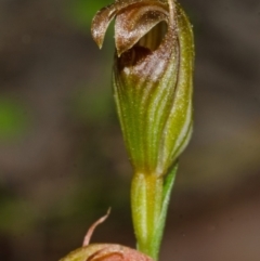 Pterostylis ventricosa at Saint Georges Basin, NSW - 17 May 2013 by AlanS