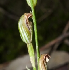 Pterostylis ventricosa at Yalwal, NSW - 4 Apr 2016 by AlanS